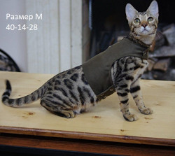 Шлейка для активных кошек цвет хаки размер M  
