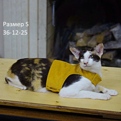 Шлейка для активных кошек цвет горчица размер S 